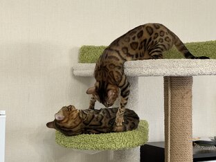 Я Богатый у миня есть вертолёт у миня есть залотой дом 🏡 у миня есть залатой дом