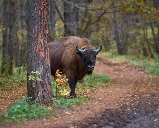 Встреча с Дикими животными! 