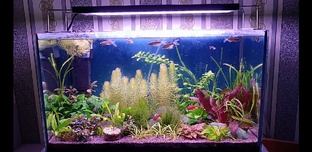 Запуск аквариума.