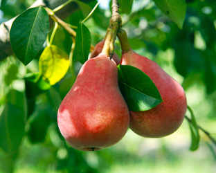 Просто сады. Промышленные и не совсем.