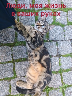 Барсук и его друзья