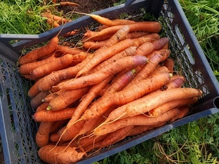 Морковь и свекла