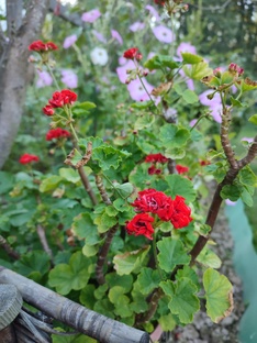 Цветоводство на даче и дома