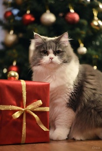 Новый год 2026