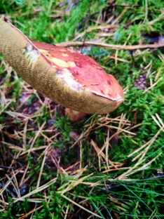 Сентябрь - встреча осени