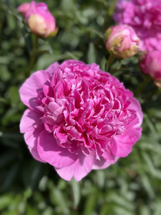 Всё о пионах 