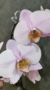 Пересадка орхидей