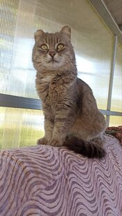 КОШКИ ищут дом