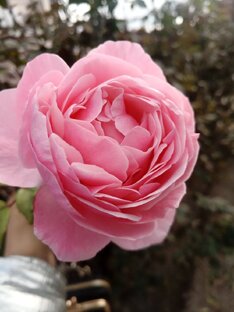 Цветы. Природа. Фото