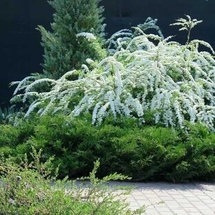 Декоративные кустарники- украшение сада