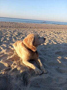 История четвероногого Канта