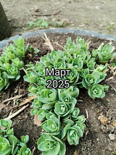 Март 2025