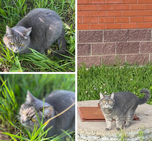 Жизнь с кошкой😼Кто в доме хозяин?😼👑