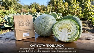 Белокочанная капуста