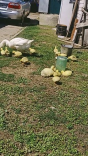 Гуси,куры,индюки