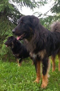 Монгольские банхары