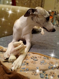 Про собаку)