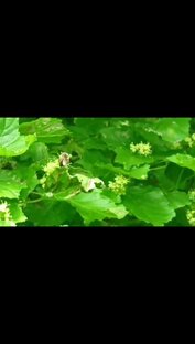 Пчеловодство 