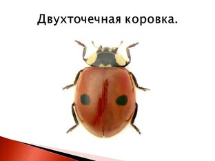 Презентации по Окружающему миру. Начальная школа.