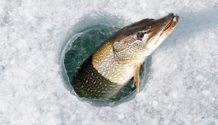 Зимняя щука: от поиска до поклёвки. Ловим хищницу со льда