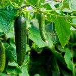 Выращивание огурцов