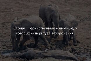 Интересные факты