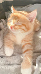 ♥️❤️котик 