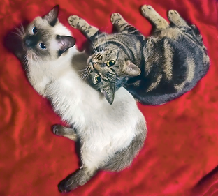 Кайса и Ника