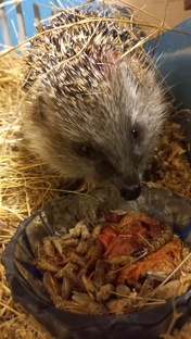 Маленькие спасеныши