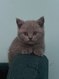 Кошка Алиса