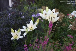 Портреты растений в саду