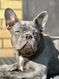 Статьи о французских бульдогах