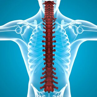 Здоровый позвоночник