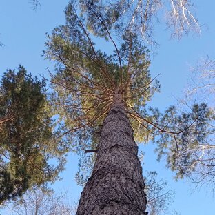 Красота