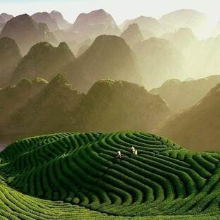 Чай, как чай, а столько нюансов!