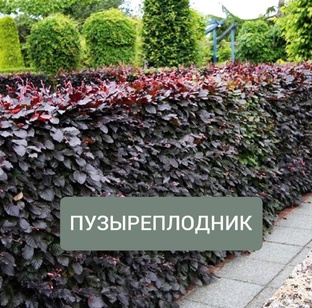 Живая изгородь