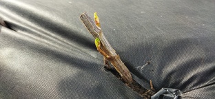 Черная смородина