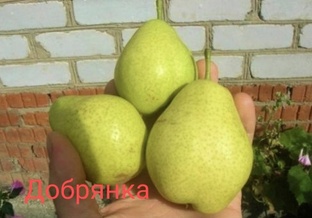 груша 