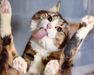 Смешные котики 