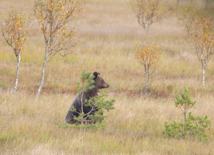 Заметки с места событий ведущего научного сотрудника, к.б.н. Т.И.Олигер