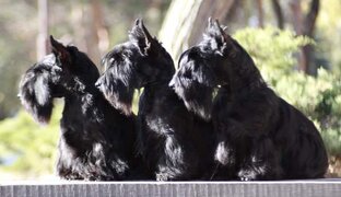 Шотландский (скотч) терьер