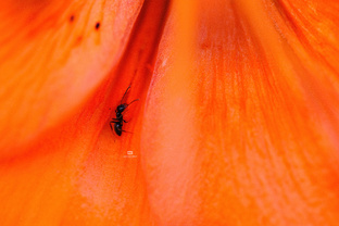 Денис & Даша