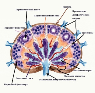 Иммунология 🧬