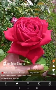 Мои розы..
