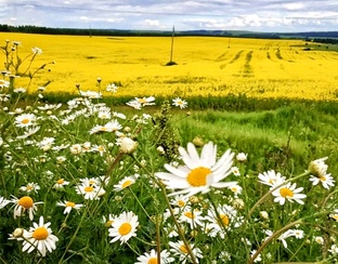 Любимые мелодии, которые наполняют сердце радостью и счастьем...