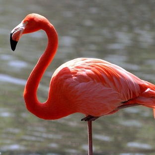 Фламинго: розовая загадка природы