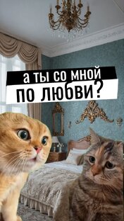 Смешные видео с котами