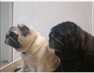 Собачье счастье