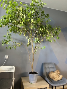 Гигант приехал 🌿💚