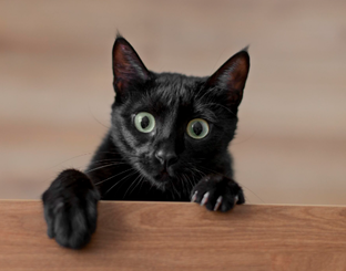 народные приметы на каждый день